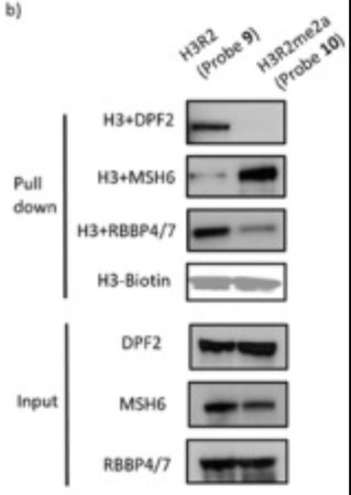 Western blot analysis of probe 9 and 10 pull down protein.jpg